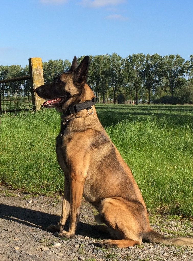 Joe had geen geluk en kreeg diagnose ‘inslapen’ toen hij misschien 1 jaar was. Daarna legde hij een lange weg af op verschillende plaatsen. Hij voelde zich niet goed in z’n vel, is erg onzeker en wantrouwde veel mensen. Nu gaat hij vrolijk door het leven, wint steeds meer vertrouwen in mensen die hem respecteren. Hij houdt van sport en kan kilometers lopen. Hij luistert perfect en zou door een vuur gaan voor z’n baasje. Hij is stoer vanbuiten met een heel zacht karakter vanbinnen.