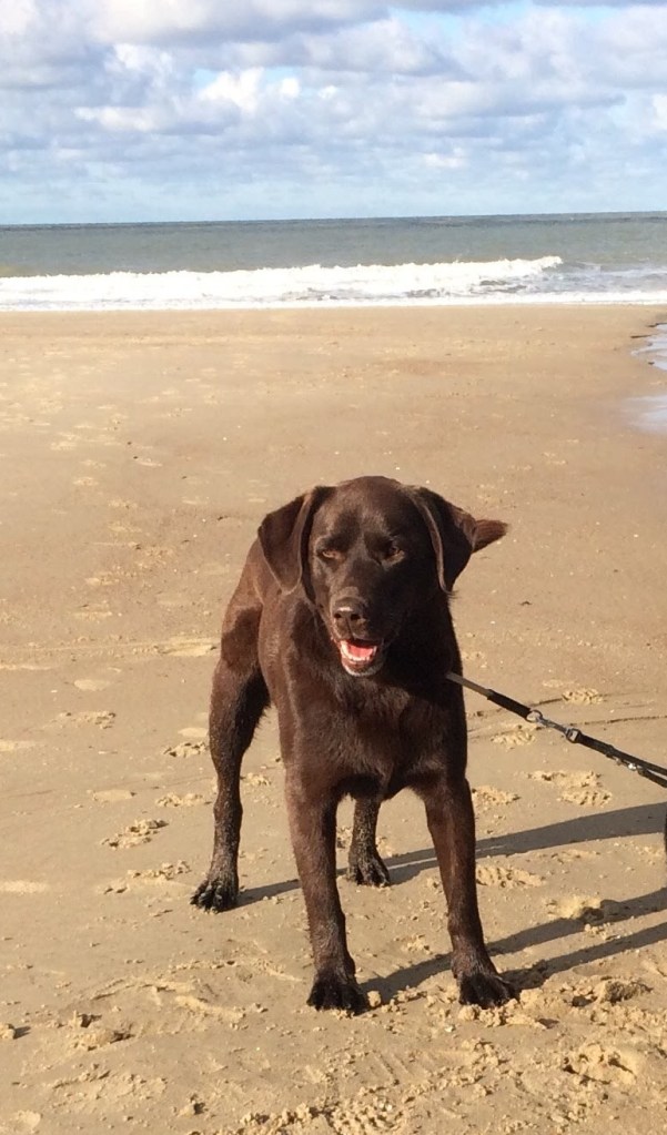 Lowie verloor z’n 1ste baasje aan een ziekte. Hij groeide op in een paardenmanège en kwam met veel mensen in contact. Met zijn sociaal karakter is hij nu erg geschikt als klashond en hulphond om angsten weg te werken. Hij voelt zich overal thuis en staat prima z’n mannetje tussen de Mechelaars. Hij heeft een voorliefde voor water en vindt het heerlijk om samen met z’n baasje te suppen en z’n zwemkunsten te tonen.